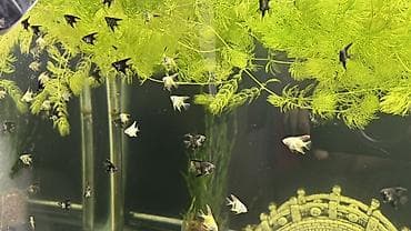 попугай розелла цена: Скалярии (Pterophyllum) — молодь разноцветных окрасов(родители — 1