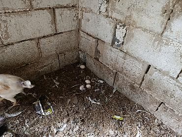 тайган ит: Домашний тооктор бирок жундору тушкон жумуртка туйт домашние куры — 6
