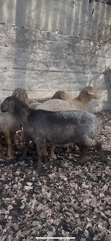 сколько стоит алабай: Продаю | Баран (самец) | Для разведения | Осеменитель — 8