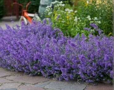 лаванда цветы: Көчөттөр гүлдүн: Лаванда — 2