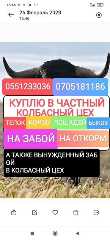 усыпление животных бишкек: Сатып алам | Уйлар, букалар, Жылкылар, аттар | Күнү-түнү, Бардык шартта, Союлган — 1