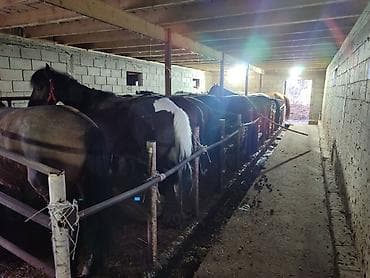 корова симентал: Продаю | Кобыла (самка) | Полукровка | На забой | Мерин — 3