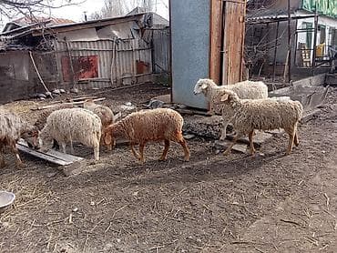 агрегат для стрижки овец: Продаю | Овца (самка) | Для разведения | Ярка — 5