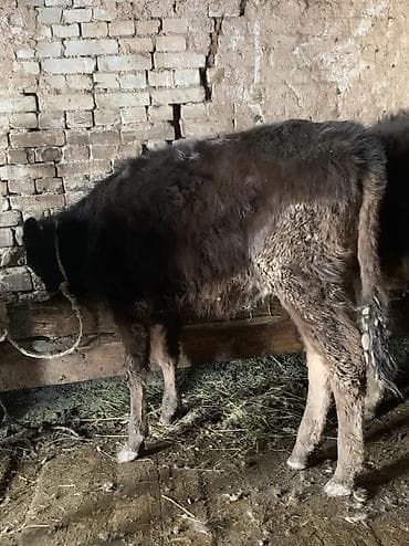 Продаю | Музоо, торпок | На откорм | Привязанные — 7