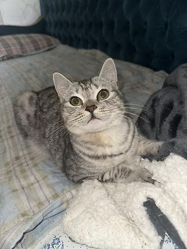 Британская короткошёрстная, 6 месяцев, Девочка, Приучена к лотку