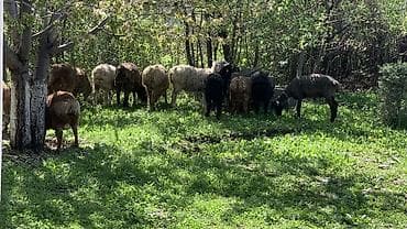 обмен на баран: Продаю | Овца (самка) | Для разведения — 3