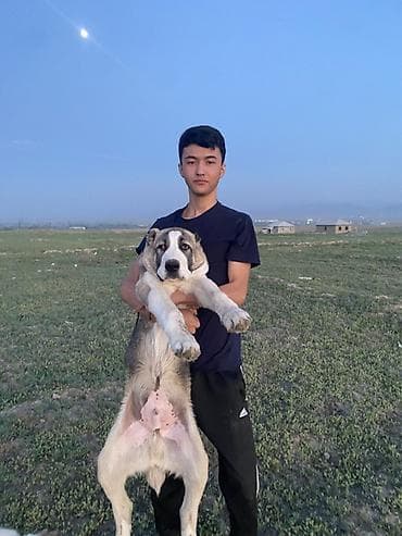 Продажа собак: Алабай, 4 месяца, Самец, С прививкой — 4
