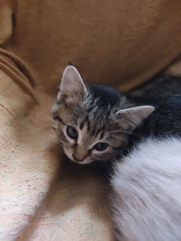 новорожденные котята: Котята домашние, пушистые, разного окраса: - дымчато-серые тигровые с — 6