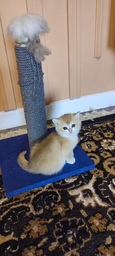 шотландские вислоухие котята купить: Открыто бронирование Британские котята, окрас золотой шиншилла — 8