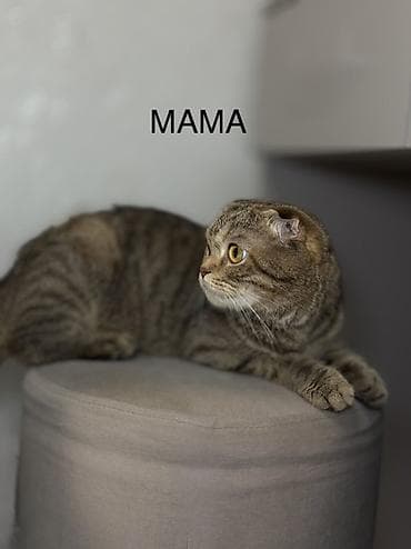 кошка в бишкеке: Котенок девочка 2 месяца (мама, шотландская вислоухая/скоттиш с — 4