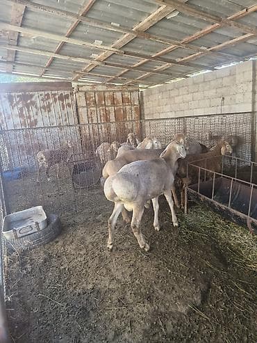 Продаю | Баран (самец) | Арашан | Для разведения | Племенные at lalafo.kg Продаю | Баран (самец) | Арашан | Для разведения | Племенные