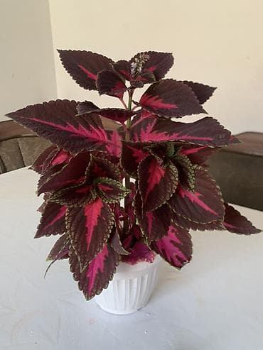 для круп: Комнатные растения в горшках: 1) Молочай Миля (Euphorbia milii — 3