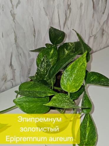 фикус али: Новопокровка, Кант Продажа цветов филодендрон золотистый 250 — 2