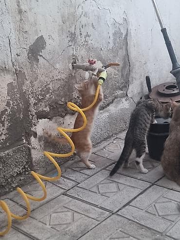 горные кошки: Кошка даром: Беспородная, 2 месяца, Девочка — 2