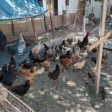 Животные: Продаю | Куры | Домашняя | Для разведения — 3