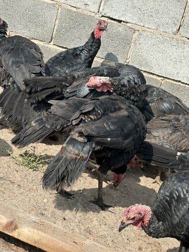 куплю рыбу форель: Сатам | Ургаачы күрп (ургаачы) | Союуга | Асыл тукумдуу — 4