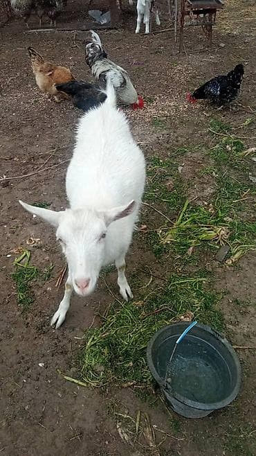 парода эчки: Продаю | Коза (самка) | Зааненская | Для разведения — 3