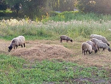 С/х животные и товары: Продаю | Овца (самка) | Романовская | Для разведения — 2