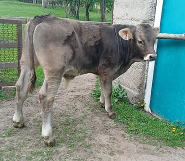 карова уй: Продаю | Бык (самец) | Швицкая | Для разведения | Искусственник — 2
