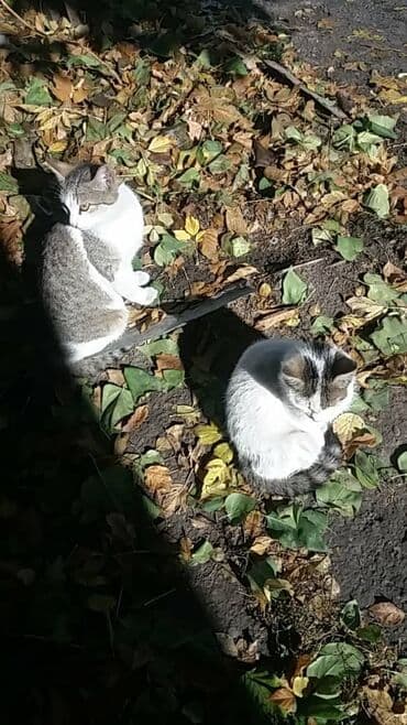 4 месяца, Мальчик