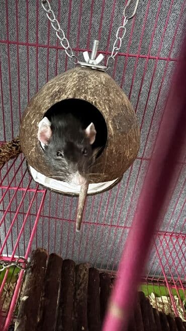 продажа кормов для сельскохозяйственных животных: Продаю крысу девочку с клеткой — 4