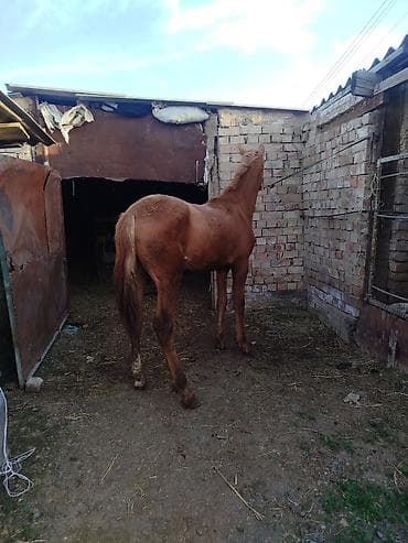 Үй жаныбарлары: Сатам | Байтал, Тай | Дончак | Көбөйтүү үчүн, Ат спорту | Асыл тукумдуу, Жасалма жол менен боозутуу — 4