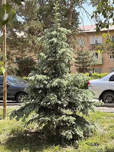 горить: Ель голубая (Picea pungens ‘Glauca’) для ландшафтного озеленения. - — 1