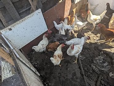 Продаю | Куры | Домашняя | Для разведения — 5