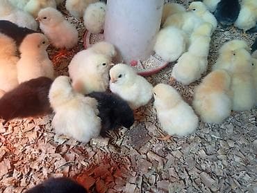 мясо кролик: Продаю | Цыплята | Бройлерная | На забой — 10