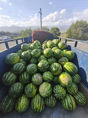 Арбузы Оптом, Бесплатная доставка at lalafo.kg Арбузы Оптом, Бесплатная доставка