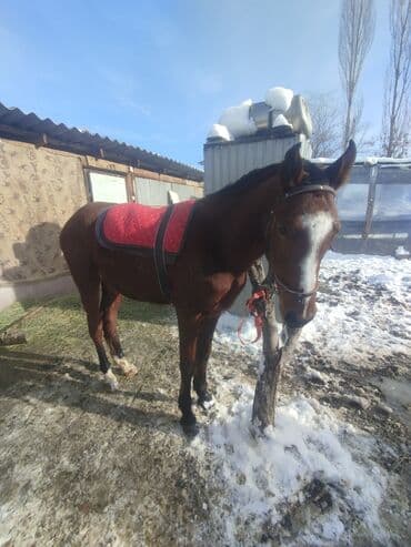 Собаки: Продаю | Жеребенок | Конный спорт — 2