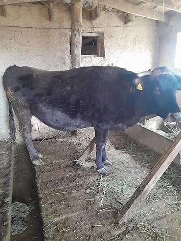 куры несушки: Уй сатылат алатоо Ат Башыда 150мин сом — 3