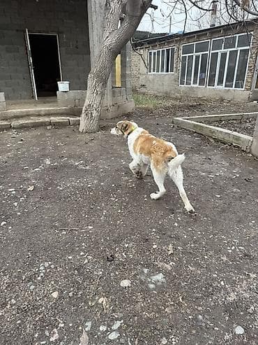 собака машке: Алабай, 6 месяцев, Самец, С прививкой — 3