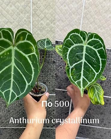 Дом и сад: Комнатные растения в стаканчиках: - Птерис критский — 250 Ажурный — 2