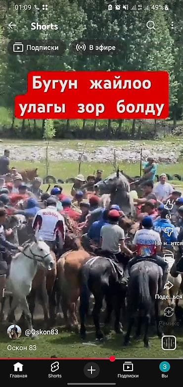 фазан дикий: Продаю | Конь (самец) | Полукровка | Рабочий | Племенные — 3