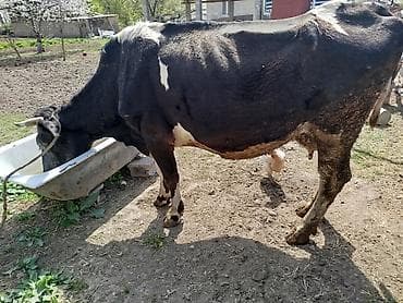 шатландские кошки: Продаю | Корова (самка), Музоо, торпок | Голштин, Швицкая | Для разведения, Для молока — 1