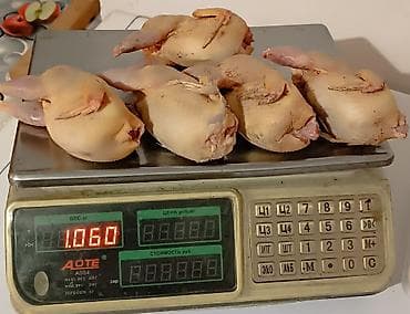 Башка жаныбарлар: Очень полезно,мясо перепела . тушки в среднем по 0.200гр — 3