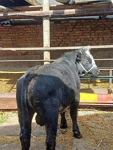 крематорий для животных бишкек: Продаю | Бык (самец), Музоо, торпок | Бельгийская | На откорм, Для разведения | Искусственник — 9