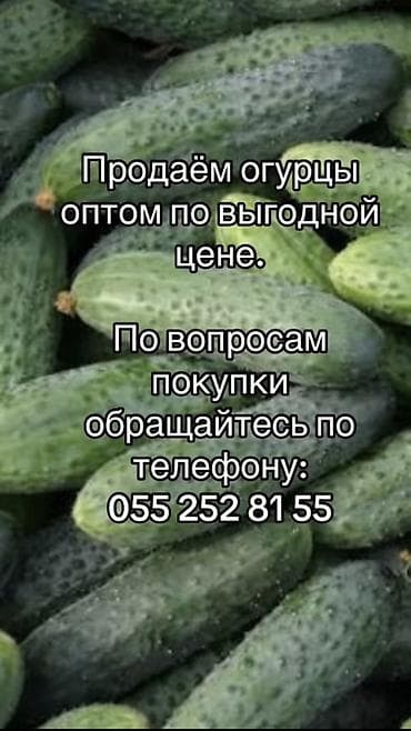 Огурцы Оптом at lalafo.kg Огурцы Оптом