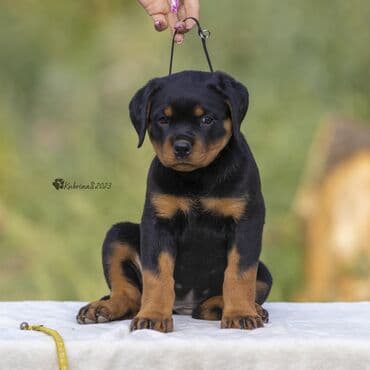 кабели синхронизации value: Щенки ротвейлера. Полный пакет документов. Прививки по возрасту. Есть — 1