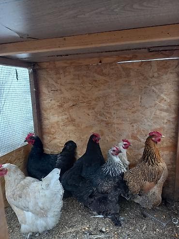 меняю на кур: Продаю | Куры | Несушки — 5