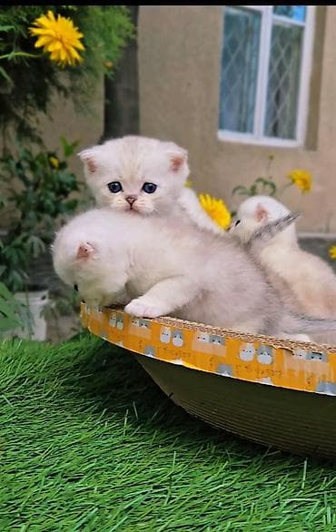 Шотландские котята от красивой пары. Предлагаем для бронирования — 3