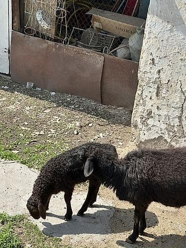 алабай сучка: Продаю | Овца (самка) | Для разведения | Матка — 1