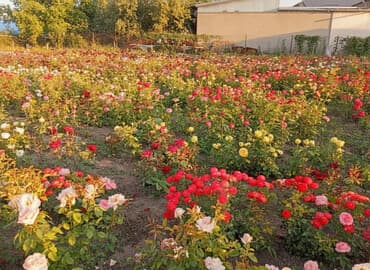 пожарный щит в комплекте цена бишкек: Рассада цветка: Розы — 1