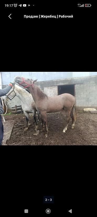 куплю тай: Продаю | Жеребенок | Полукровка | Для разведения | Племенные — 1