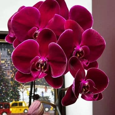 инструмент для огорода: Орхидеи фаленопсис — коллекционные сорта с эффектной окраской цветов — 15