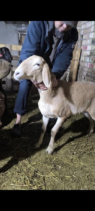 Продаю | Овца (самка) | Для разведения | Племенные