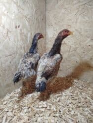 оборудование для кур: Продаю | Куры — 7