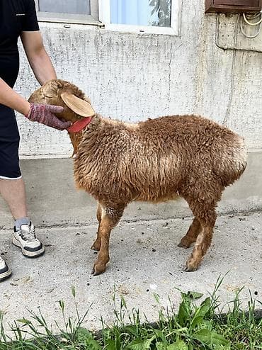 кошка маленкая: Продаю | Баран (самец) | Арашан | Для разведения | Племенные — 5