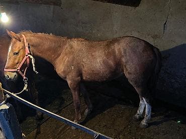 для лошади: Продаю | Жеребец | Для разведения — 1